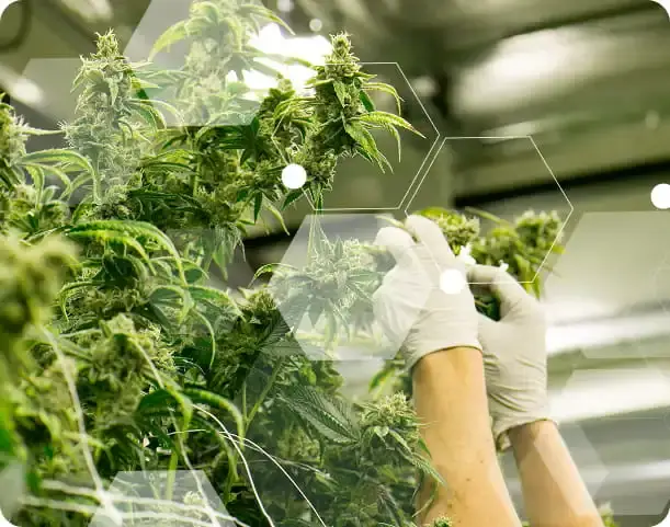 MN licensed cannabis lab